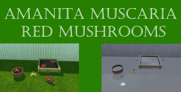 Amanita Muscaria Red Mushroom Harvestable